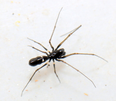 Microlinyphia sterilis