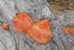 Trametes