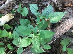 Eurybia divaricata