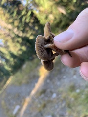 Hypholoma fasciculare