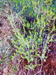 Erica manipuliflora