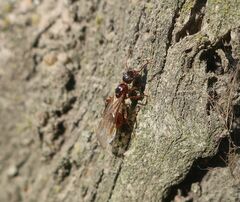 Myrmica