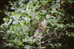 Andropadus importunus