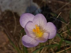 Crocus serotinus
