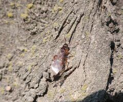 Myrmica