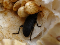 Asiopus minimus