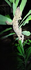 Uroplatus henkeli