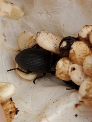 Asiopus minimus