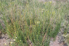 Hymenothrix loomisii