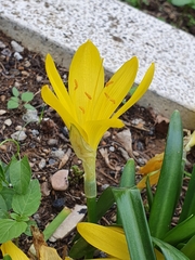 Sternbergia lutea lutea