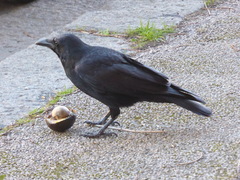 Corvus corone