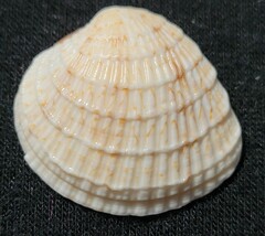 Chione elevata