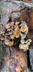Armillaria nabsnona