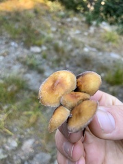 Hypholoma fasciculare