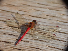 Sympetrum vicinum