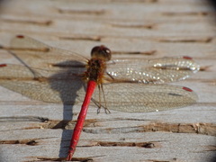 Sympetrum vicinum