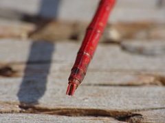 Sympetrum vicinum