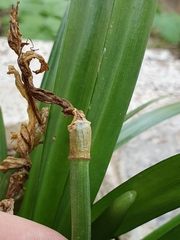 Sternbergia lutea lutea