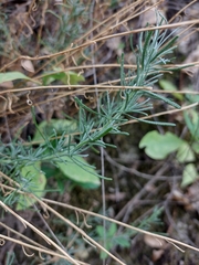 Santolina rosmarinifolia
