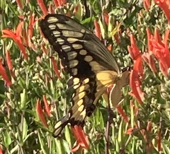 Heraclides cresphontes