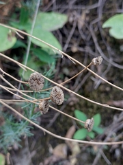 Santolina rosmarinifolia