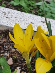 Sternbergia lutea lutea