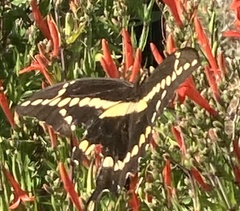 Heraclides cresphontes