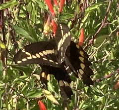 Heraclides cresphontes