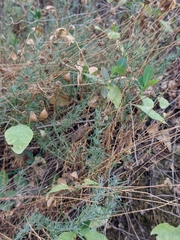 Santolina rosmarinifolia