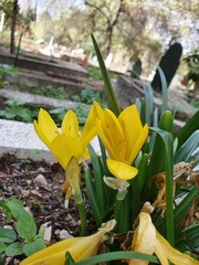 Sternbergia lutea lutea