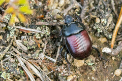 Typhaeus typhoeus