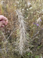 Elymus canadensis