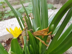 Sternbergia lutea lutea