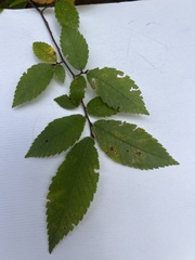Zelkova serrata
