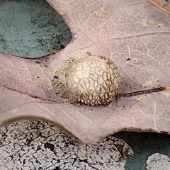 Acraspis pezomachoides