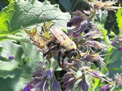 Xylocopa virginica