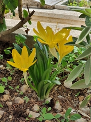 Sternbergia lutea lutea