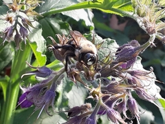 Xylocopa virginica