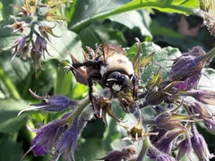 Xylocopa virginica