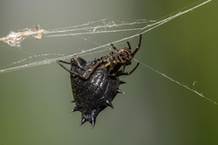 Micrathena