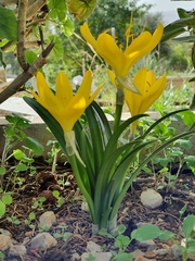 Sternbergia lutea lutea