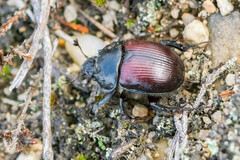 Typhaeus typhoeus