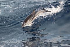 Stenella coeruleoalba