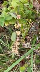 Symphoricarpos orbiculatus