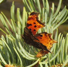 Polygonia gracilis