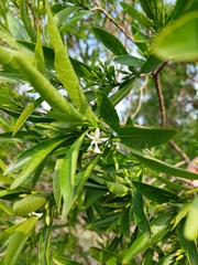 Tabernaemontana catharinensis