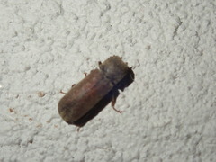 Bostrichidae