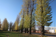 Populus × berolinensis