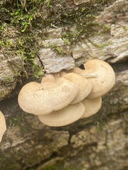 Crepidotus crocophyllus