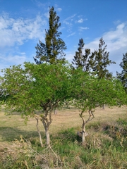 Tabernaemontana catharinensis